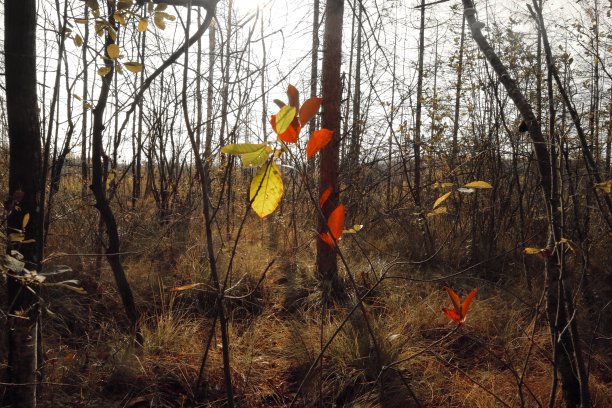 在塞内姆森林里，伦尼枝叶鲜艳。图片下载