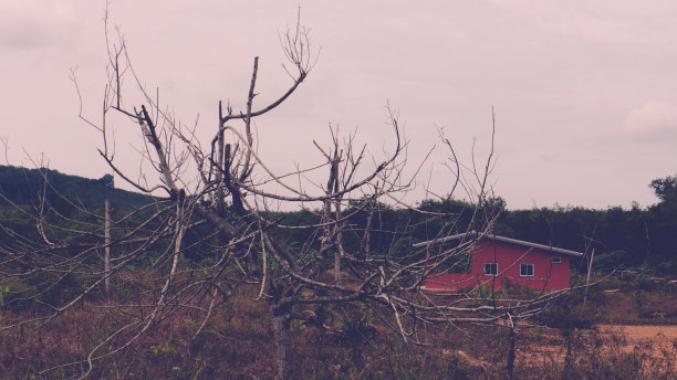 枯树和枯房图片下载