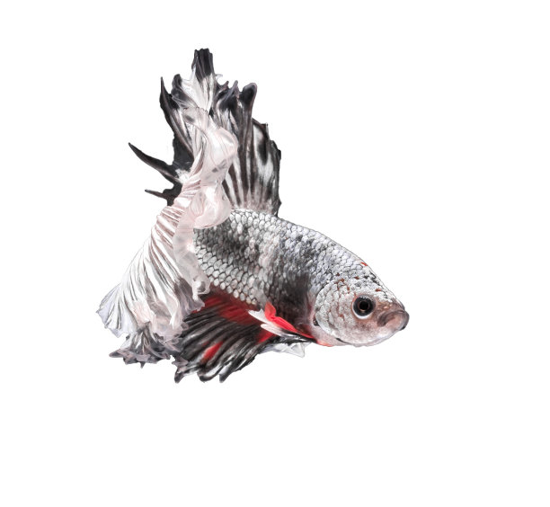 斗鱼，美丽的鱼，美丽的颜色斗鱼暹，白色的背景图片下载