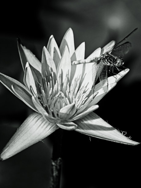 睡莲上的蜻蜓2 B&W图片下载