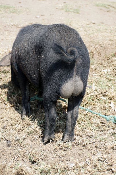 农场里的猪图片下载