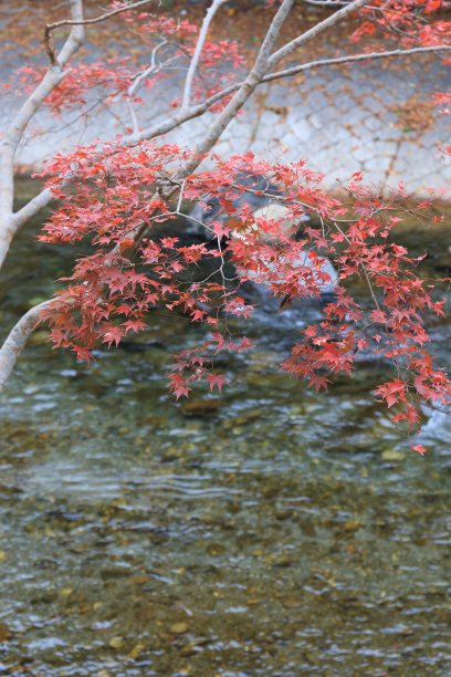 秋叶京都图片下载