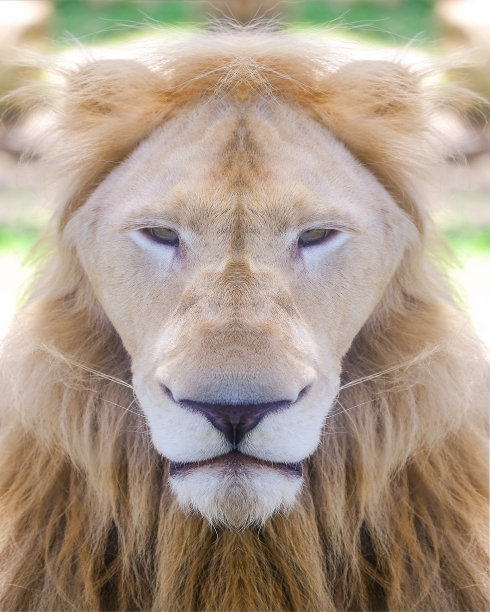 非洲狮自由漫游肖像图片下载