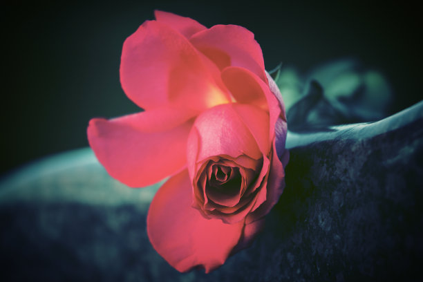 红玫瑰在墓碑上图片下载