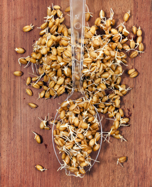 发芽小麦图片下载