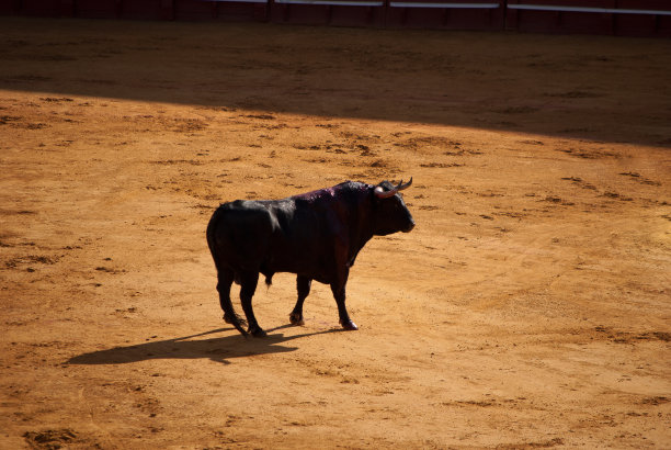 斗牛场上的公牛图片下载