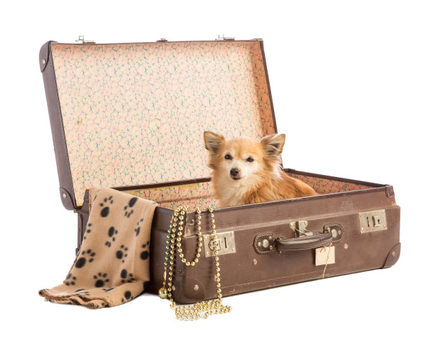 旧手提箱里的吉娃娃图片下载