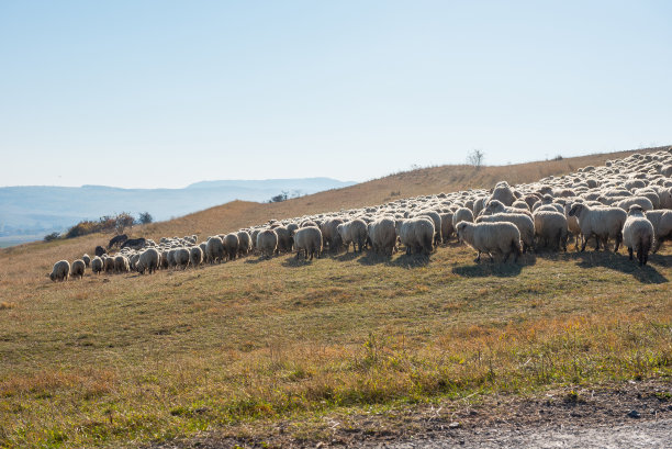 一群羊在草地上吃草图片下载