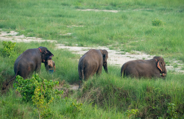 一群亚洲象在池塘里洗澡。亚洲野生动物照片图片下载