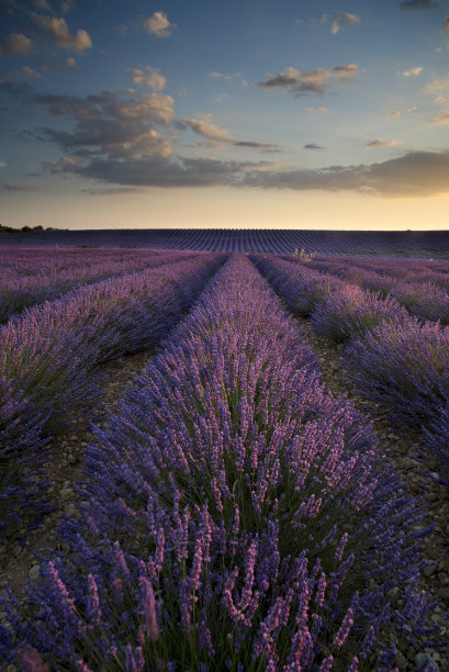 在法国普罗旺斯瓦伦索的日落薰衣草田盛开图片下载