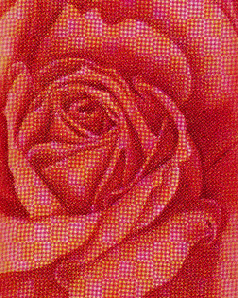 红玫瑰图片下载