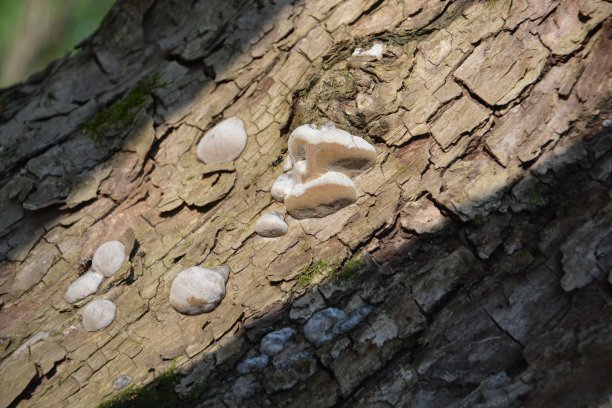 老木头上长着棕色和白色的蘑菇。蘑菇群生长在秋季森林老原木附近。蘑菇照片，森林照片。一组美丽的蘑菇在苔藓上的原木。图片下载
