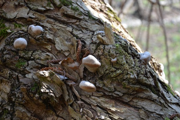 老木头上长着棕色和白色的蘑菇。蘑菇群生长在秋季森林老原木附近。蘑菇照片，森林照片。一组美丽的蘑菇在苔藓上的原木。图片下载