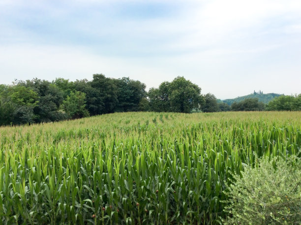 意大利伦巴第:玉米田，夕阳下的橄榄树(特写)图片下载