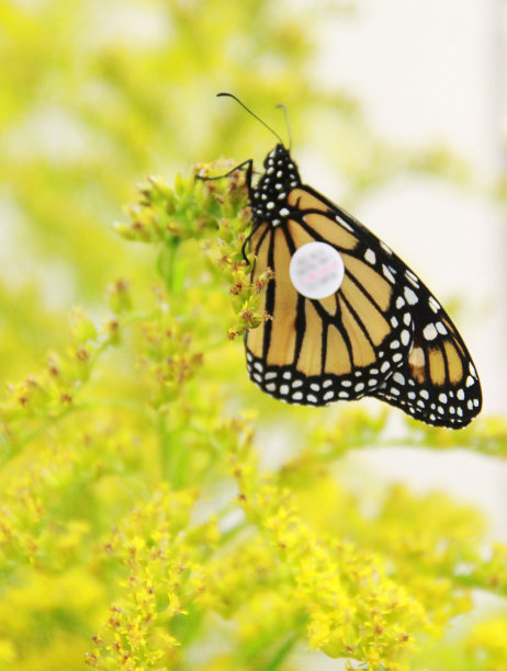 帝王蝶被标记以便追踪图片下载