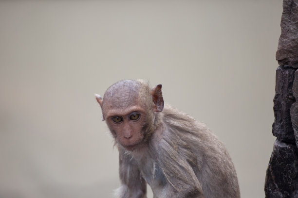 可爱的猴子图片下载