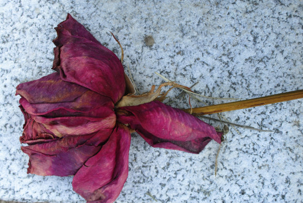 花岗岩上的死玫瑰图片下载