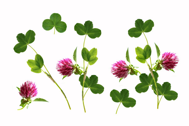 花三叶草孤立在白色的背景上。图片下载