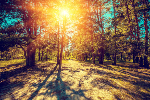 一个阳光明媚的日子，松树林中的空地图片下载