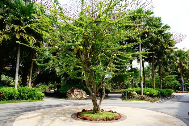 单一的柚子树图片下载