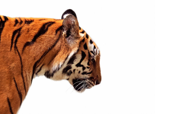 靠近孟加拉虎孤立的白色背景与复制空间图片下载
