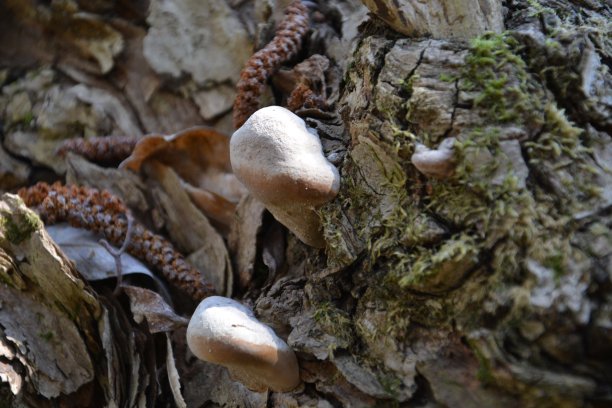 老木头上长着棕色和白色的蘑菇。蘑菇群生长在秋季森林老原木附近。蘑菇照片，森林照片。一组美丽的蘑菇在苔藓上的原木。图片下载