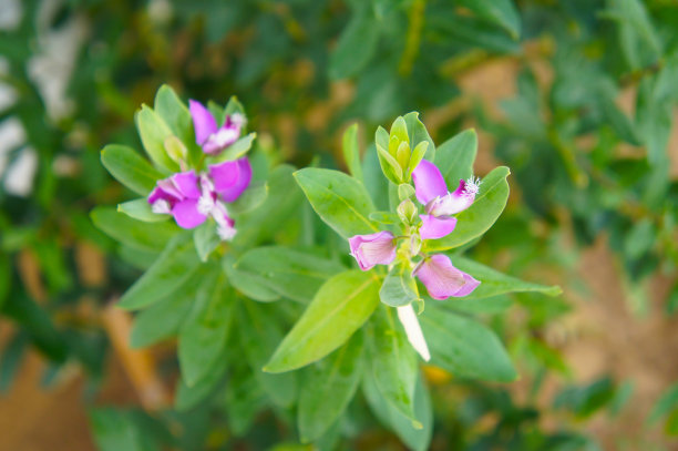 紫金桃金娘属植物，开紫色的花图片下载