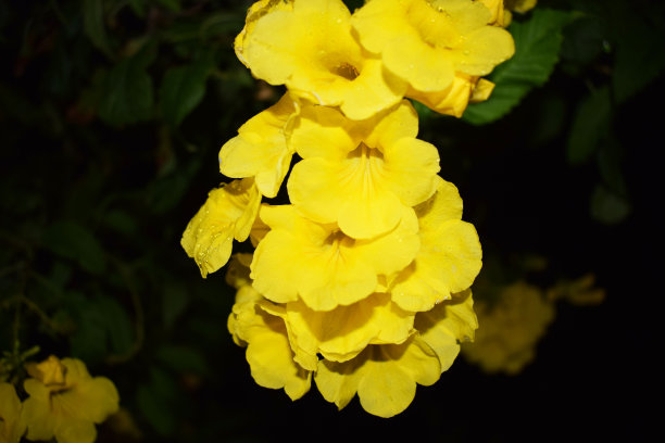 深色背景上的热带黄花。图片下载