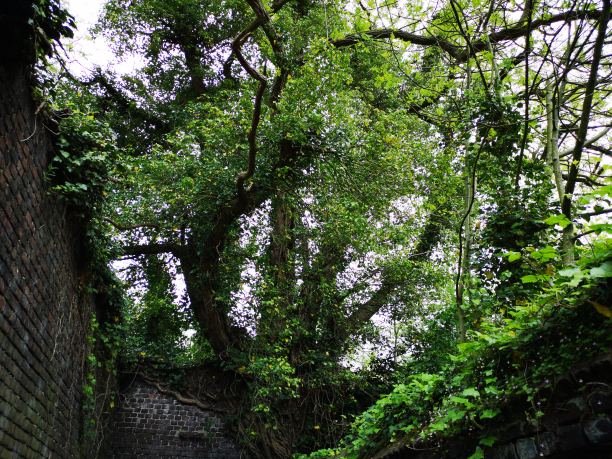 被遗弃的建筑，大自然收回了它的权利。树木和植被互相排斥图片下载