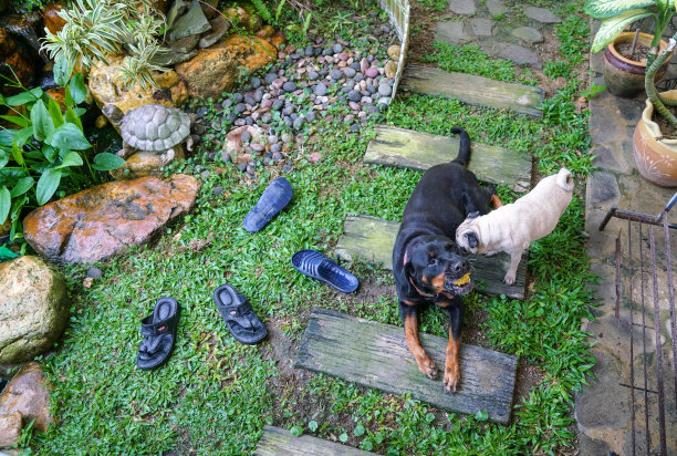 狗在花园里图片下载