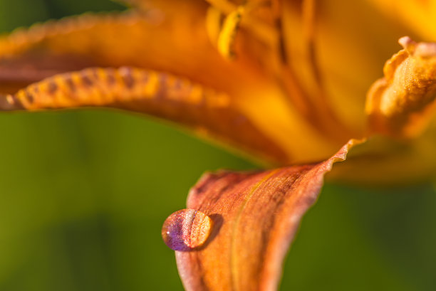 水滴近距离滴在黄花菜的橙色花瓣上图片下载