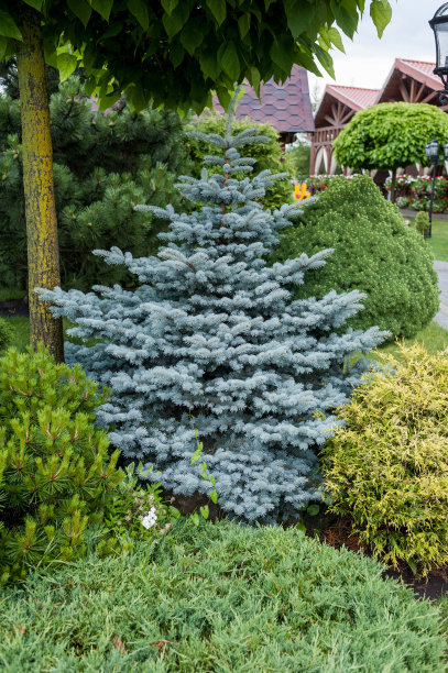 小花园和独特的植物。景观设计图片下载