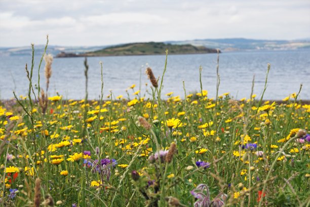 爱丁堡克莱蒙德的野花草地图片下载