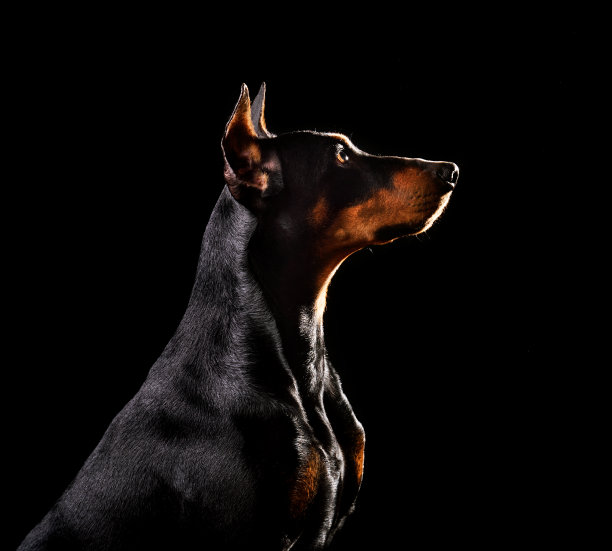 Tan-and-black德国品图片下载