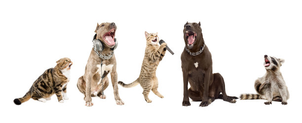 唱歌的动物图片下载