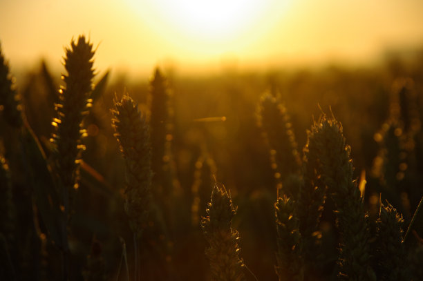 晨光中的小麦图片下载