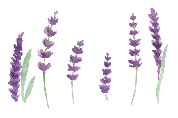 薰衣草嫩枝花水彩插图图片下载
