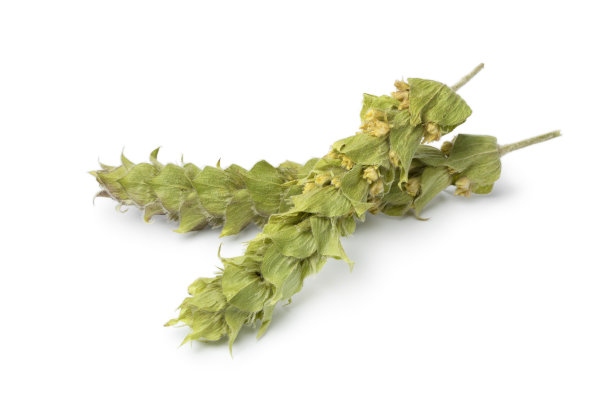 绿铁苔的枯枝图片下载