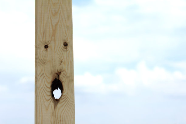 帮助森林图片下载