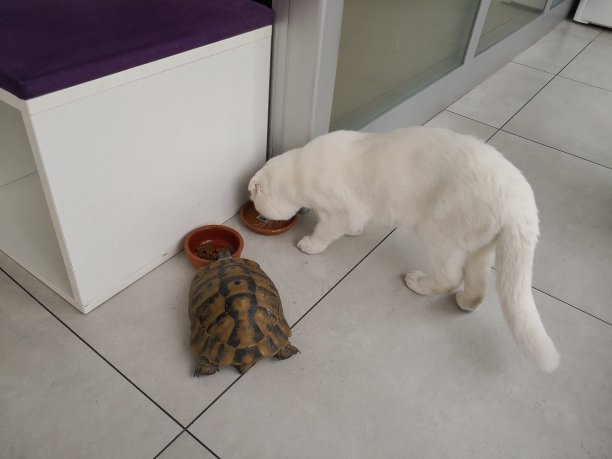 乌龟和猫之间的友谊图片下载