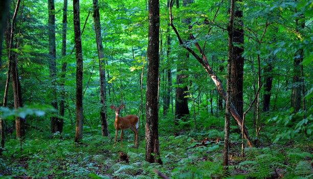 东部森林里的小雄鹿图片下载