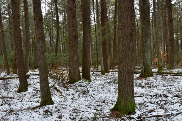 康涅狄格州的老森林图片下载