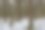 康涅狄格州的老森林图片下载