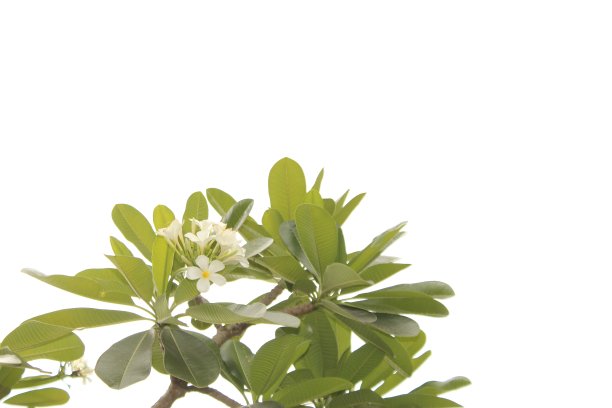 鸡蛋花(鸡蛋花)叶和枝孤立在白色背景上。图片下载