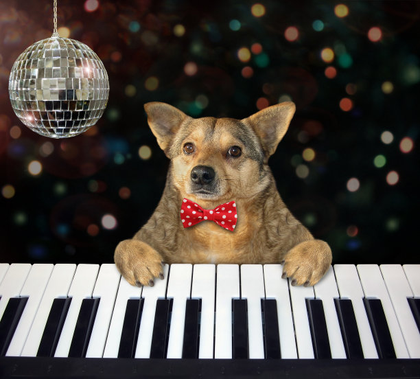 狗在夜总会弹钢琴图片下载