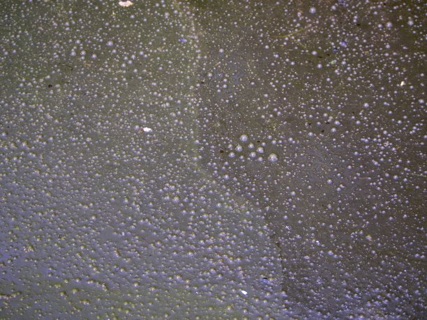 沼泽表面的气泡图片下载