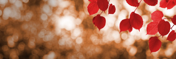 秋天的树木在花园里近距离的图像图片下载