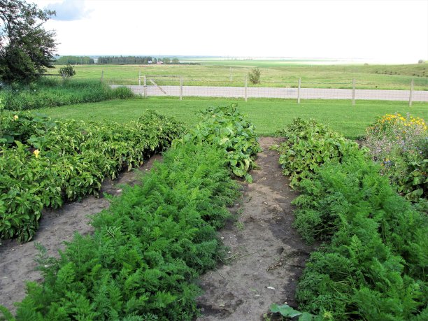 在加拿大阿尔伯塔省一个农村地区的菜园里种植胡萝卜，甜菜，土豆和其他蔬菜图片下载