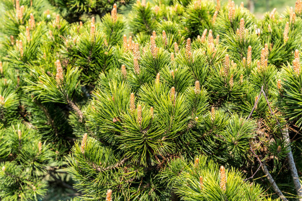 近距离松树盆景图片下载