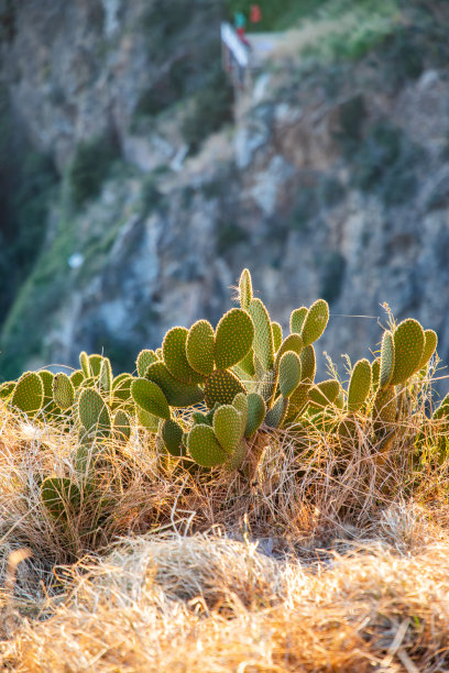 野生仙人掌的观点与模糊的背景日落与复制空间图片下载